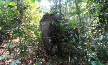 Kawanan Gajah Liar Rusak Tanaman di Kebun Warga Pekanbaru - GenPI.co Riau