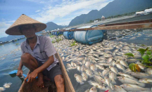 Penyebab Kematian 150 Ton Ikan di Danau Kampar Belum Dipastikan - GenPI.co Riau