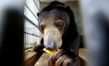 BBKSDA Riau Evakuasi Beruang Madu Meresahkan Warga di Inhu - GenPI.co Riau