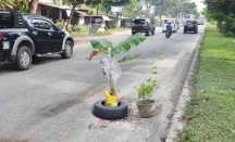 Jalan Rusak, Warga di Pekanbaru Protes Tanam Pohon pisang - GenPI.co Riau