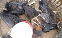 DPKH Riau Catat Total 543 Ayam Mati Mendadak di Kampar - GenPI.co Riau
