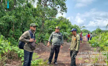 Harimau di Siak Berkeliaran Terekam Kamera Jebak BBKSDA Riau - GenPI.co Riau