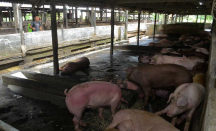 Riau Tutup Distribusi Ternak dari Kepri untuk Cegah Virus Flu Babi - GenPI.co Riau