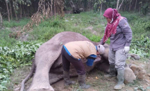 BBKSDA Riau Ambil Sampel Organ Gajah Sumatera Mati untuk Diuji di Laboratorium - GenPI.co Riau