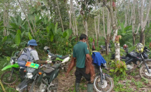 Anak Orang Utan Kondisi Lemah Dievakuasi dari Kebun Warga di Indragiri Hilir - GenPI.co Riau