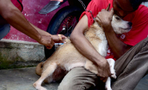 5 Kasus Rabies di Riau, Ada 1 yang Meninggal Dunia - GenPI.co Riau