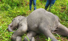 Seekor Anak Gajah di PLG Minas Riau Mati Diduga Karena Virus EEHV - GenPI.co Riau