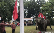 Latihan Setengah Hari, Gajah Sumatera Sukses Bantu Pengibaran Bendera di Riau - GenPI.co Riau