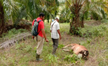 Belasan Sapi di Kampar Mati Mendadak Akibat Keracunan - GenPI.co Riau