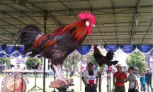 Kontes Ayam Ketawa Piala Gubernur Sulsel, Ada Kategori Suara Horor, Hadiah Ratusan Juta - GenPI.co Sulsel