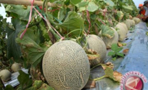 7 Manfaat Buah Melon: Lancarkan BAB hingga Cerahkan Kulit Kusam - GenPI.co Sultra