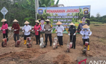 Lampaui Target Nasional, OKU Hasilkan 8,6 Ton Jagung Tahun Ini - GenPI.co Sumsel