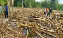 Puntung Rokok Sebabkan 10 Hektare Hutan di OKU Terbakar - GenPI.co Sumsel