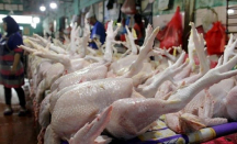Duh, Harga Daging Ayam Potong di Medan Rp42 Ribu - GenPI.co Sumut