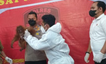 Polres Taput Serahkan Orangutan Tapanuli ke BBKSDA - GenPI.co Sumut