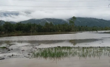 Banjir Tapsel, 30 Hektare Sawah Berubah Jadi Danau - GenPI.co Sumut