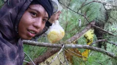 Kisah Sukses Putra, Sang Pemburu Madu Hutan Lokal - GenPI.co