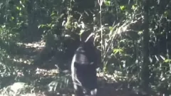 Macan Tutul dan Macan Kumbang Terekam Kamera Pemantau di Gunung Gede Pangrango - GenPI.co