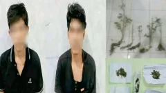 Polisi Bongkar Ladang Ganja di OKU Selatan, 2 Tersangka Diamankan - GenPI.co