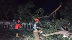 Angin Kencang Terjang Sukabumi, Sejumlah Pohon Bertumbangan - GenPI.co JABAR