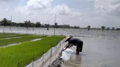 Intensitas Hujan Tinggi, 298 Hektare Tanaman Padi di Kudus Tergenang Banjir - GenPI.co JATENG