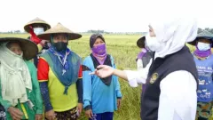 Produksi Padi Jawa Timur Surplus, Khofifah: Pasokan Aman - GenPI.co JATIM
