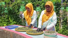 Berkat BRInita, Teh Herbal Jadi Produk Unggulan Poktan Bensor Semarang - GenPI.co JATIM