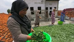 Manfaat Daun Kelor Dahsyat untuk Penderita Diabetes, Harus Dicoba - GenPI.co JATIM