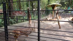 KBS Berencana Buka Night Zoo, Wakil Ketua Komisi B DPRD Surabaya Tegas Menolak - GenPI.co JATIM