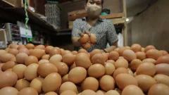 Terus Naik, Harga Telur Ayam di Kaltim Tembus Sebegini Bu - GenPI.co KALTIM
