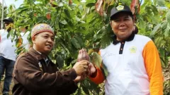 Mahakam Ulu akan Jadi Sentra Produksi Kakao, Petani Siap-Siap Kebanjiran Cuan - GenPI.co KALTIM