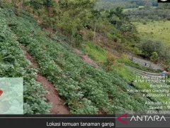 Seusai Temuan Ganja, Tim TNKS Sisir Kawasan Sekitar Gunung Kerinci - GenPI.co JATIM