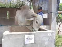 Presiden Beli Sapi Peranakan Ongole Asli Seberat 893 Kg dari Kediri untuk Kurban - GenPI.co KALBAR