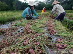 Petani Kulon Progo Raup Untung Banyak dari Bertanam Bawang - GenPI.co