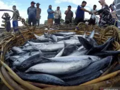 Kulon Progo Catat Produksi Ikan Tangkap Baru Capai 1.331 Ton - GenPI.co