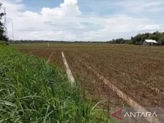 Hujan Lebat, Ratusan Hektare Lahan Pertanian di Bantul Terendam - GenPI.co JABAR