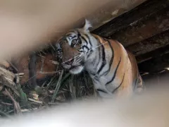 Harimau Berkeliaran di Siak, 2 Sapi Milik Karyawan PTPN V Dimangsa - GenPI.co