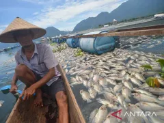 Penyebab Kematian 150 Ton Ikan Mas di Waduk Kampar Karena Virus - GenPI.co