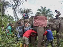 BBKSDA Riau Pasang GPS Collar pada 3 Gajah Liar - GenPI.co JATIM