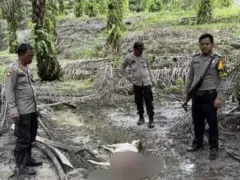 Dugaan Harimau Berkeliaran di Siak, BBKSDA Riau Turunkan Tim - GenPI.co