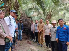 Harimau Berkeliaran di Siak, BBKSDA Riau Pasang Kandang Jebak - GenPI.co