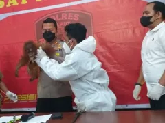 Polres Taput Serahkan Orangutan Tapanuli ke BBKSDA - GenPI.co JATIM