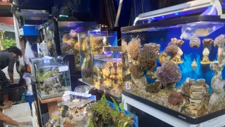 920 Koleksi Video Ikan Hias Aquarium Air Laut Terbaru