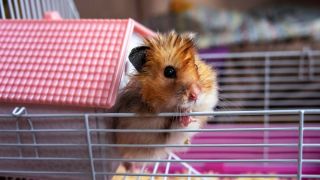 Virus Corona Membeludak di Hong Kong, Hamster Jadi Sasaran - GenPI.co