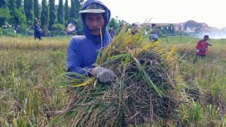 Petani Kedurus Surabaya Panen Beras Merah, Lebih Menguntungkan - GenPI.co JATIM