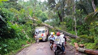Hujan Disertai Angin Kencang, Pohon-Pohon di Trenggalek Tumbang - GenPI.co JATIM