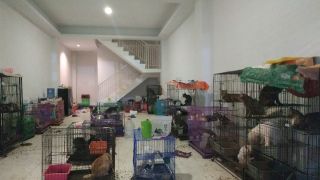 Ratusan Kucing Terlantar dalam Ruko Kondisinya Mengenaskan - GenPI.co JATIM