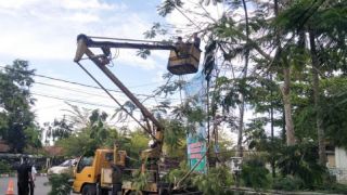 Jelang Ironman, Lombok Tengah Pangkas Pohon Pinggir Jalan - GenPI.co NTB