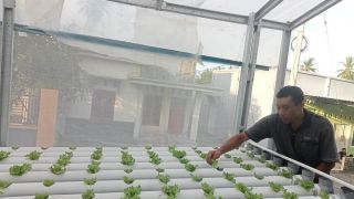 Petani Kreatif, Nonok Manfaatkan Lahan Sempit untuk Menanam Selada Hidroponik - GenPI.co NTB