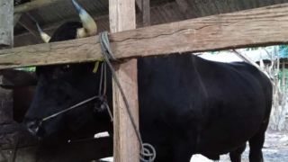 Sapi Jokowi untuk Idul Adha 2023 di Sultra, Sebegini Bobot dan Harganya - GenPI.co SULTRA